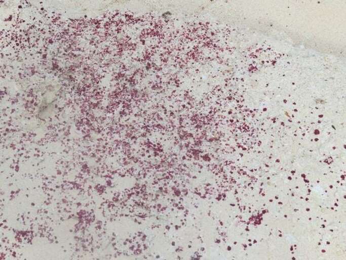 Pink on Banana Beach