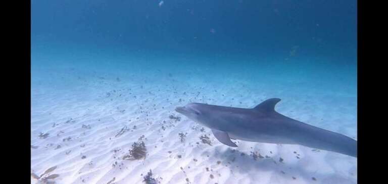 Our local dolphin friends. We named them Chips and Salsa.