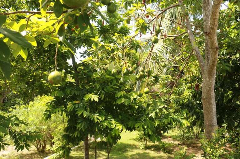 Grounds and fruit trees.