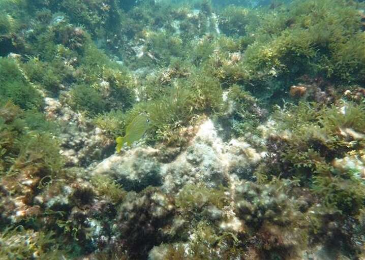 Excellent snorkeling at Rainbow Bay beach.