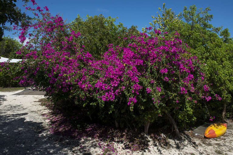 Beautiful flowering bougainvillea