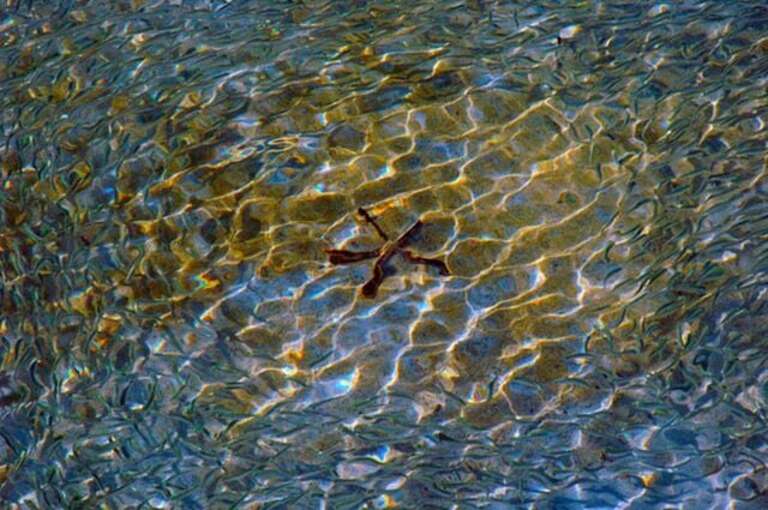 A Starfish surrounded by a vibrant school of fish.