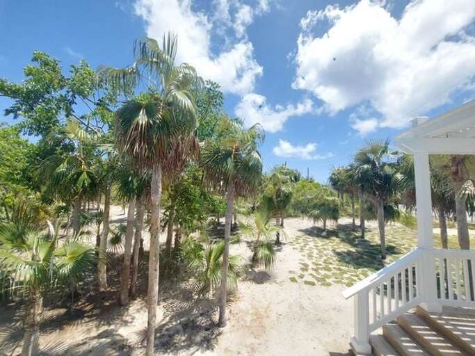 Side yard with a grove of the trees that gave Silver Palms its name.