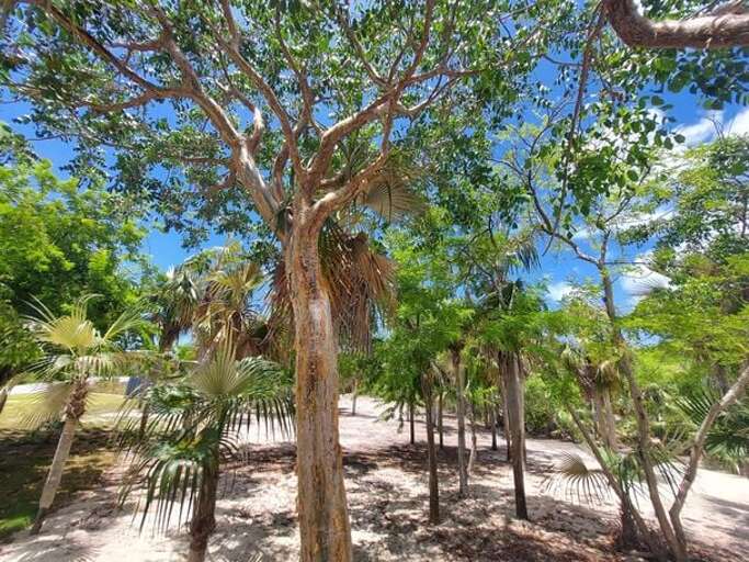 Silver Palms is set in a grove of the trees that gave it its name.