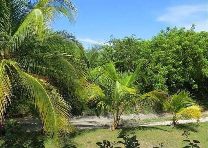 View from Front Door- Palms and Tropical Flowering Trees
