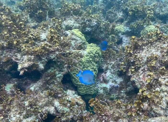 This photo was taken right off our beach, where there is great snorkeling.