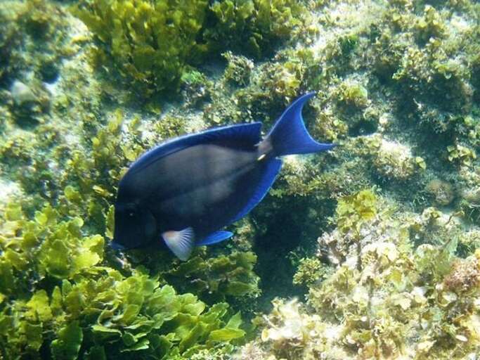 Snorkeling on Eleuthera