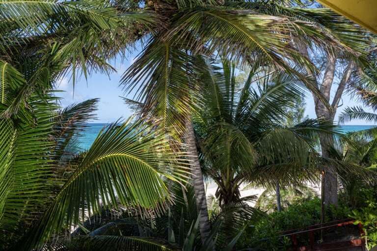 Tropical view