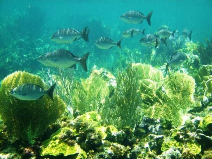Snorkeling in Eleuthera.