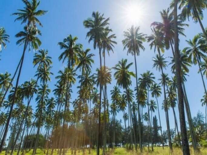 Kapaa Condo Rental Kapaa Condo Rental