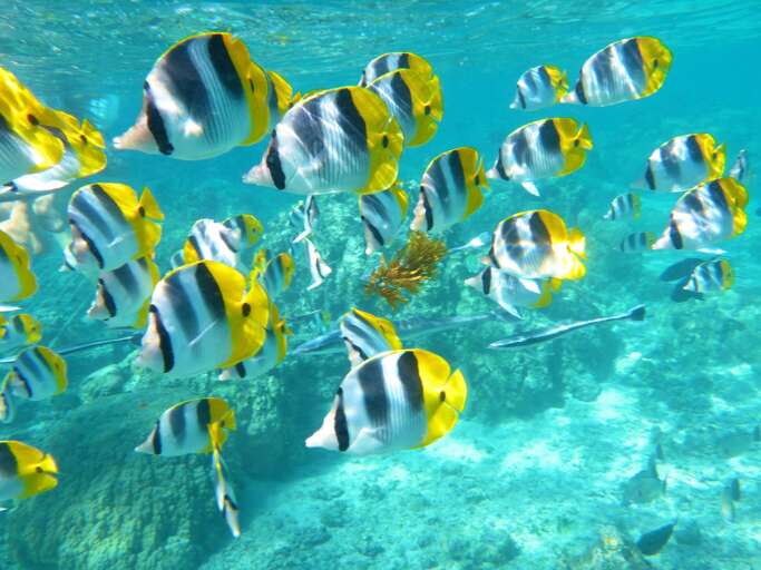 Find Rentals Find Rentals