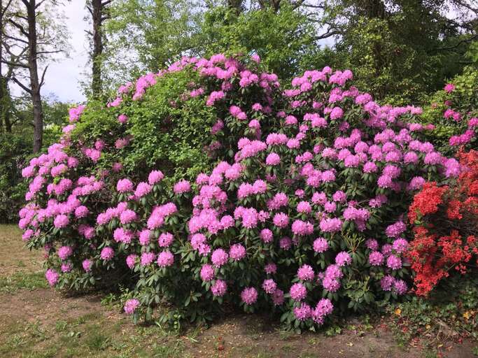 Stunning rhododendra!