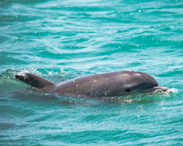 The area is home to several large pods of dolphins. Dolphin watch tours are just one of the island's many memorable activities! The area is home to several large pods of dolphins. Dolphin watch tours are just one of the island's many memorable activities!