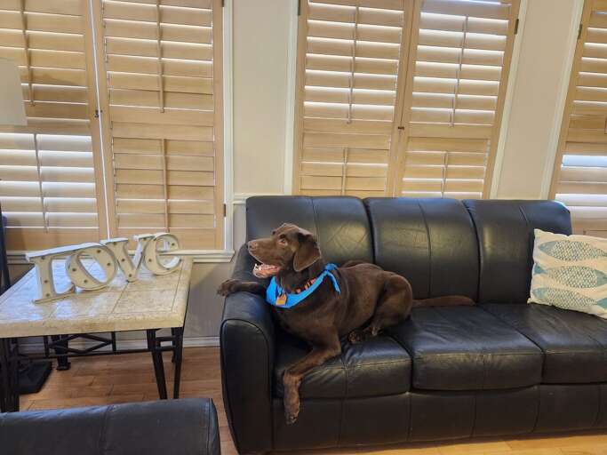 We're pet-friendly! We happily welcome two small dogs under 40lbs each, or one larger dog under 70lbs, so your furry friends can join in on the fun!