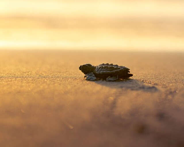 South Padre Island, Texas - Photo courtesy of Visit South Padre Island