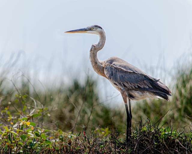 South Padre Island, Texas - Photo courtesy of Visit South Padre Island