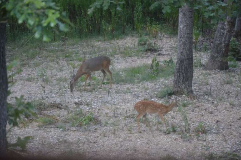 Views from the kitchen window