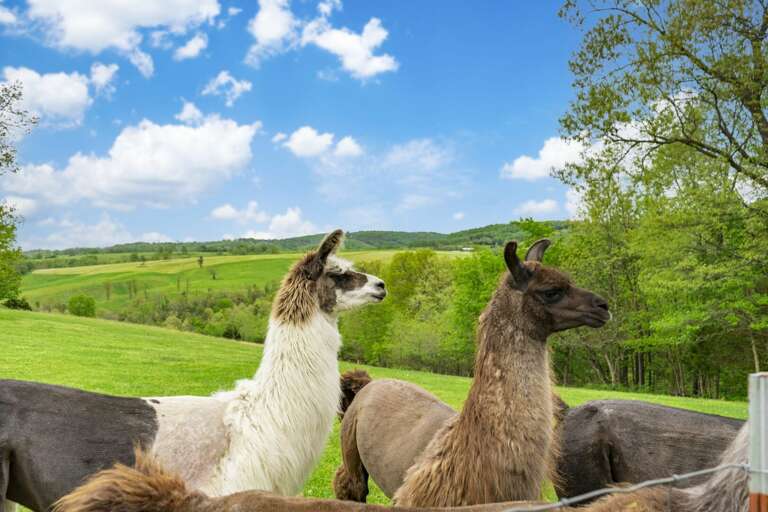 Llamas In A Field Under A Blue Sky