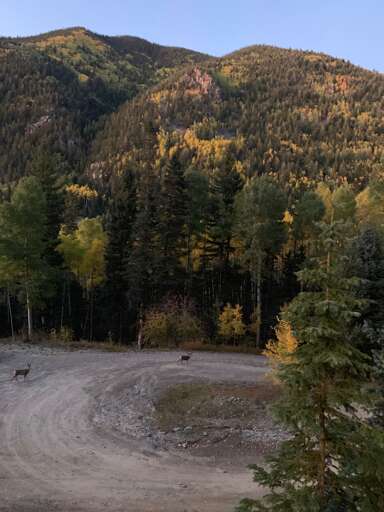 The drive in fall