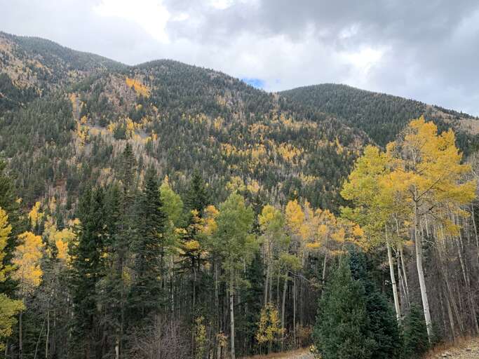 Yellow Aspen Foliage