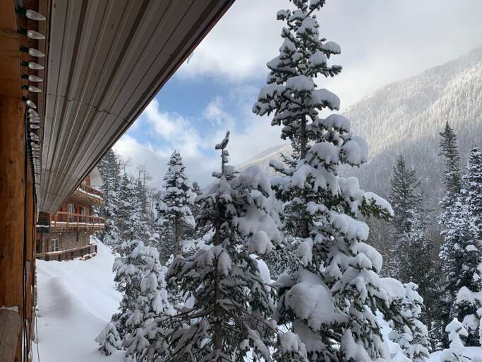 Snowy trees