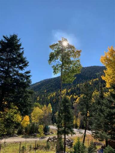Fall foliage