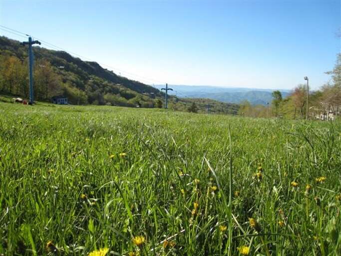 Daisies on the Slopes - Great summer hiking right in the front yard!