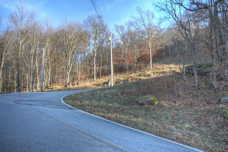 Native Whitetail Deer just up the road from Bean Bag Cabin