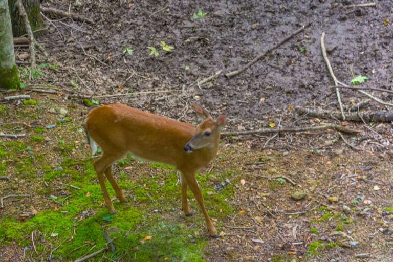 Benzine Farm Lots of Wild Life
