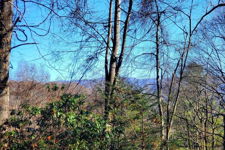 Seasonal Mountain Views from Big Timber Creek Cabin