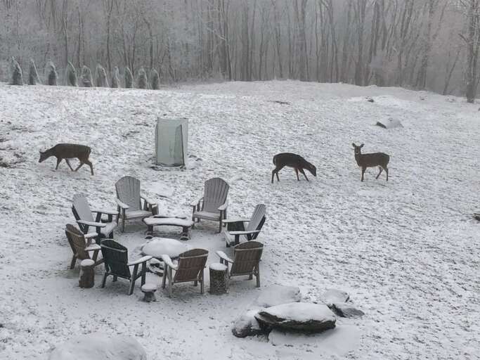 Enjoy the wildlife that visit the backyard!