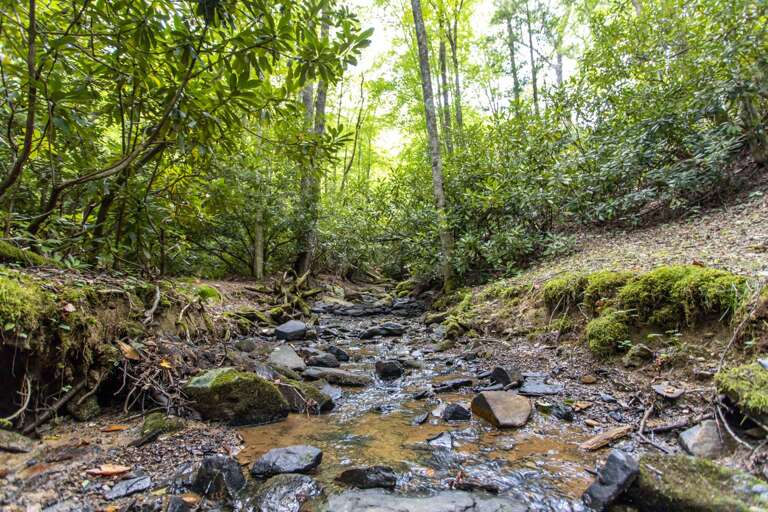 Peaceful Wooded Creek Area