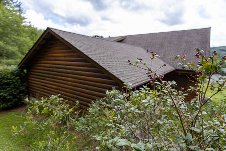 Blueberry Bushes with Summer Berries