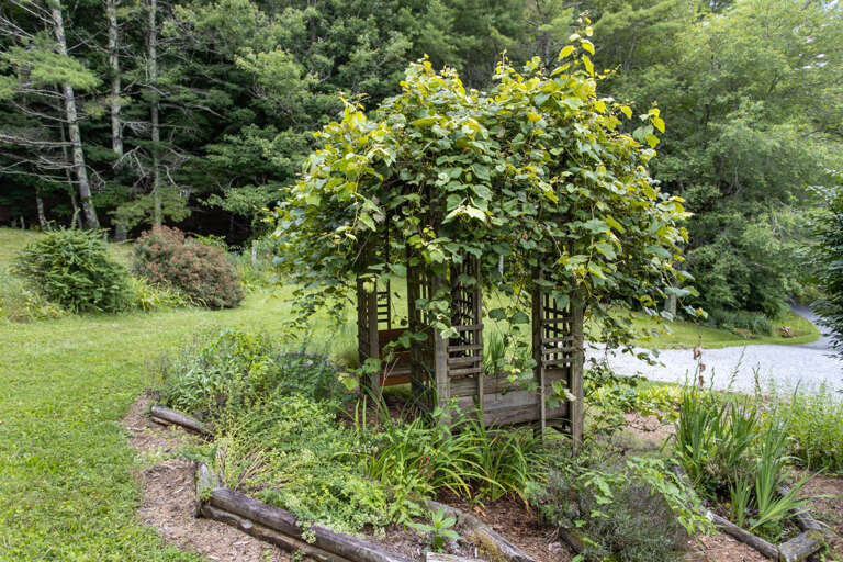 Herb Garden and Grape Arbor