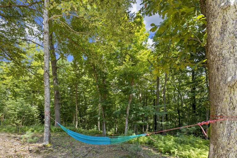 Hammock in the Peaceful Wooded Setting