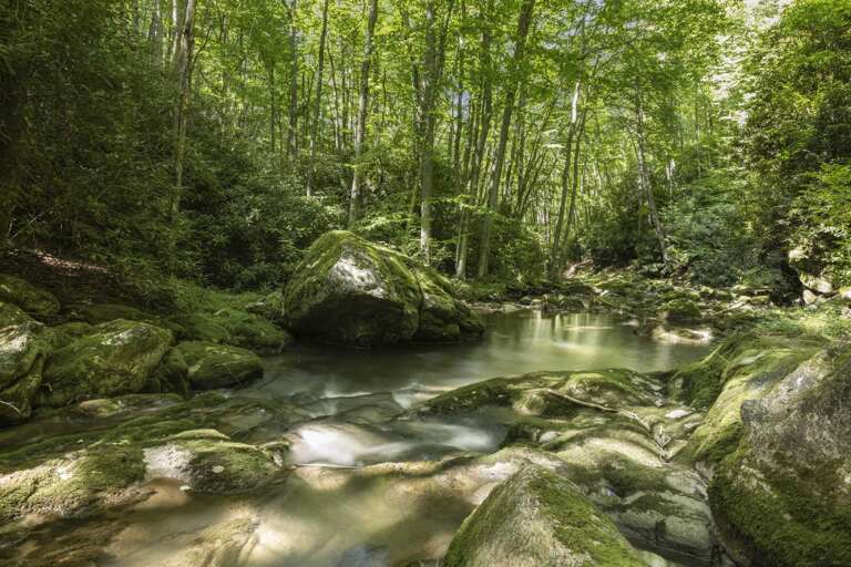Swimming Hole in the Creek Swimming Hole in the Creek