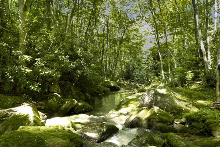 Tree Lined Creek with Cool Mountain Air Tree Lined Creek with Cool Mountain Air
