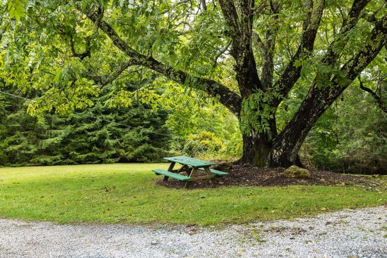 Quaint Picnic Area Under a Sweeping Tree