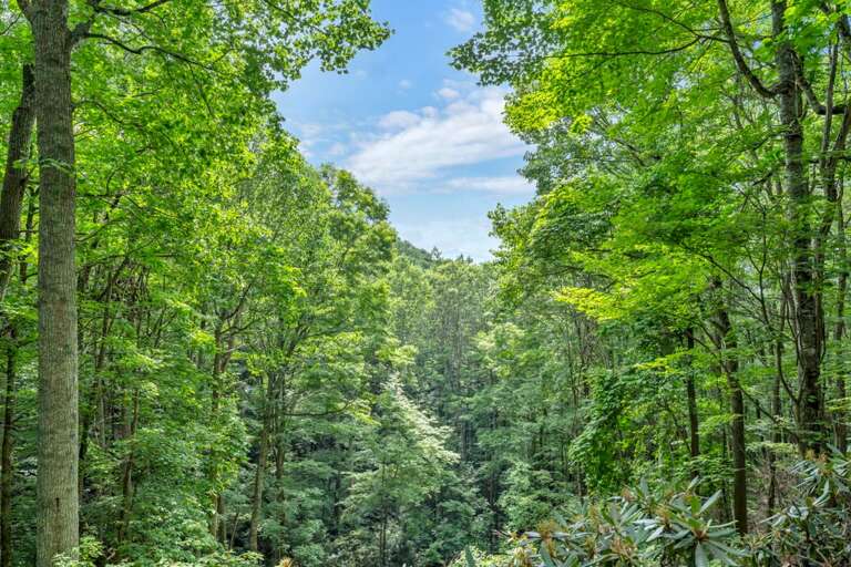 Wooded and Mountain View