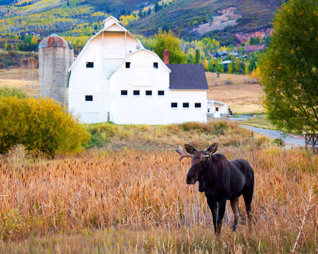 A historic white barn and weathered silo stand amid rolling hills painted in autumn colors, with a moose grazing peacefully in the foreground—a picturesque slice of rural mountain scenery.