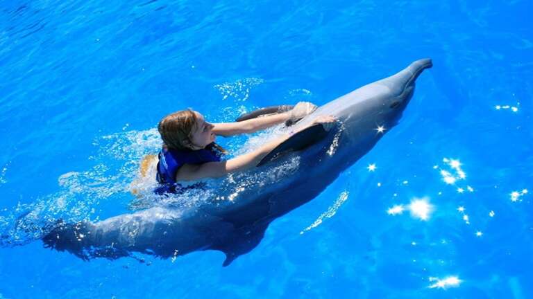 Swim with the dolphins is a must1