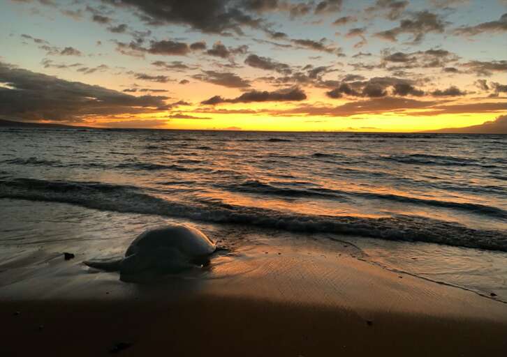 Sea turtle resting on the beach at dusk, Oct 2021.