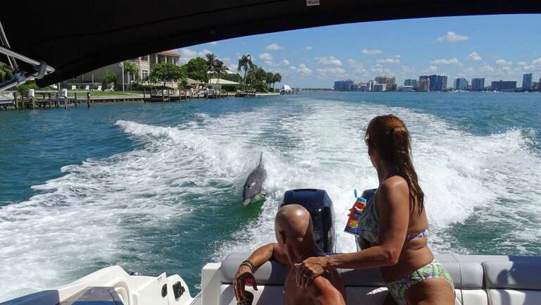 Siesta Key dolphin show Siesta Key dolphin show