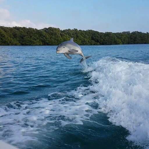 Siesta Key dolphin show