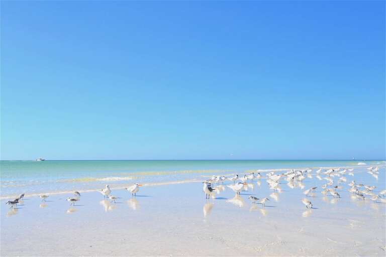 USA's #1 Beach - 8 steps to beach path | Siesta Key 1BR