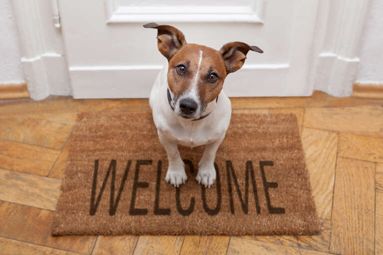 Pets Welcome! 2 dogs allowed, no weight restrictions