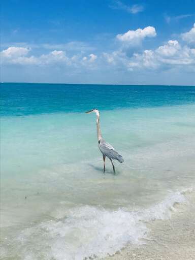 The beaches offer turquoise water and white powder sand for miles!   

Bean Point Beach, Anna Maria