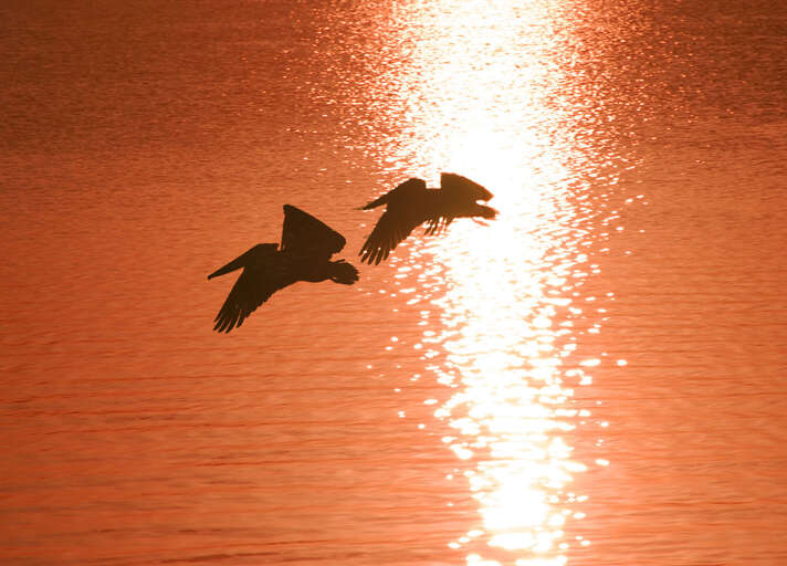 End the day watching birds cut across a sunset like this one, drink in your hand, nowhere else to be.