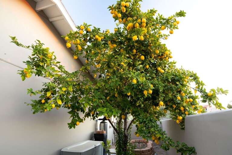 Outdoor Flora Outdoor Flora