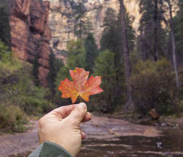 Oak Creek Canyon in Fall - Sedona AZ